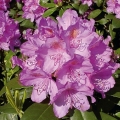 Rhododendron grandiflorum: opis, zimska otpornost, sadnja i njega